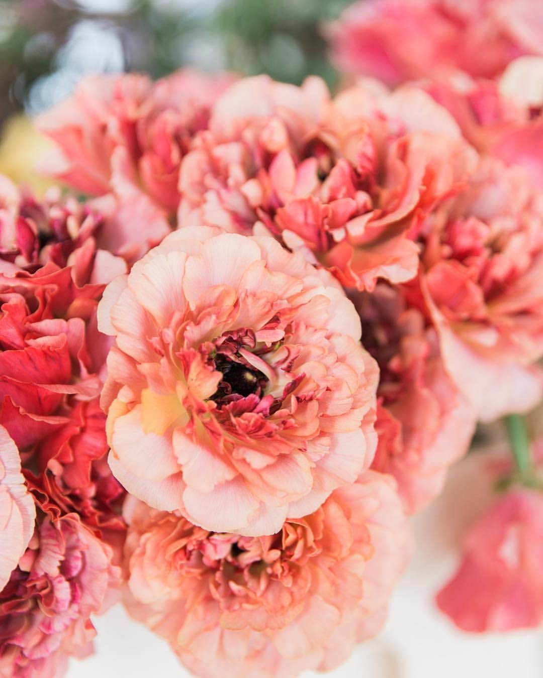 A year in flower farming