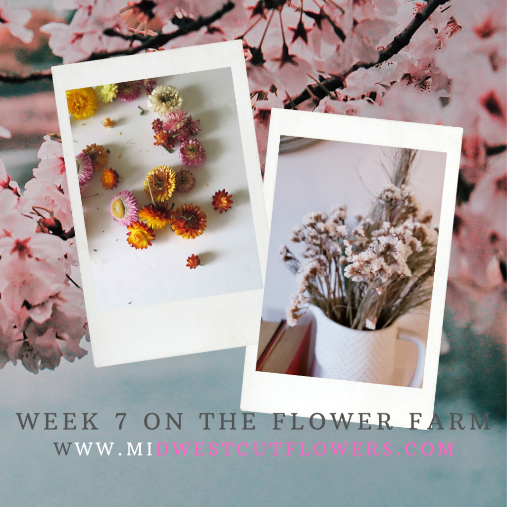 Dried flowers ( week 7 on the flower farm)