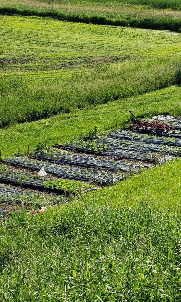 Flower farm update