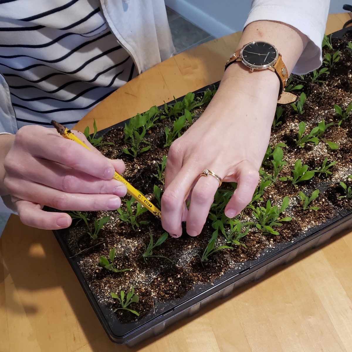Planting sweet peas in week 15