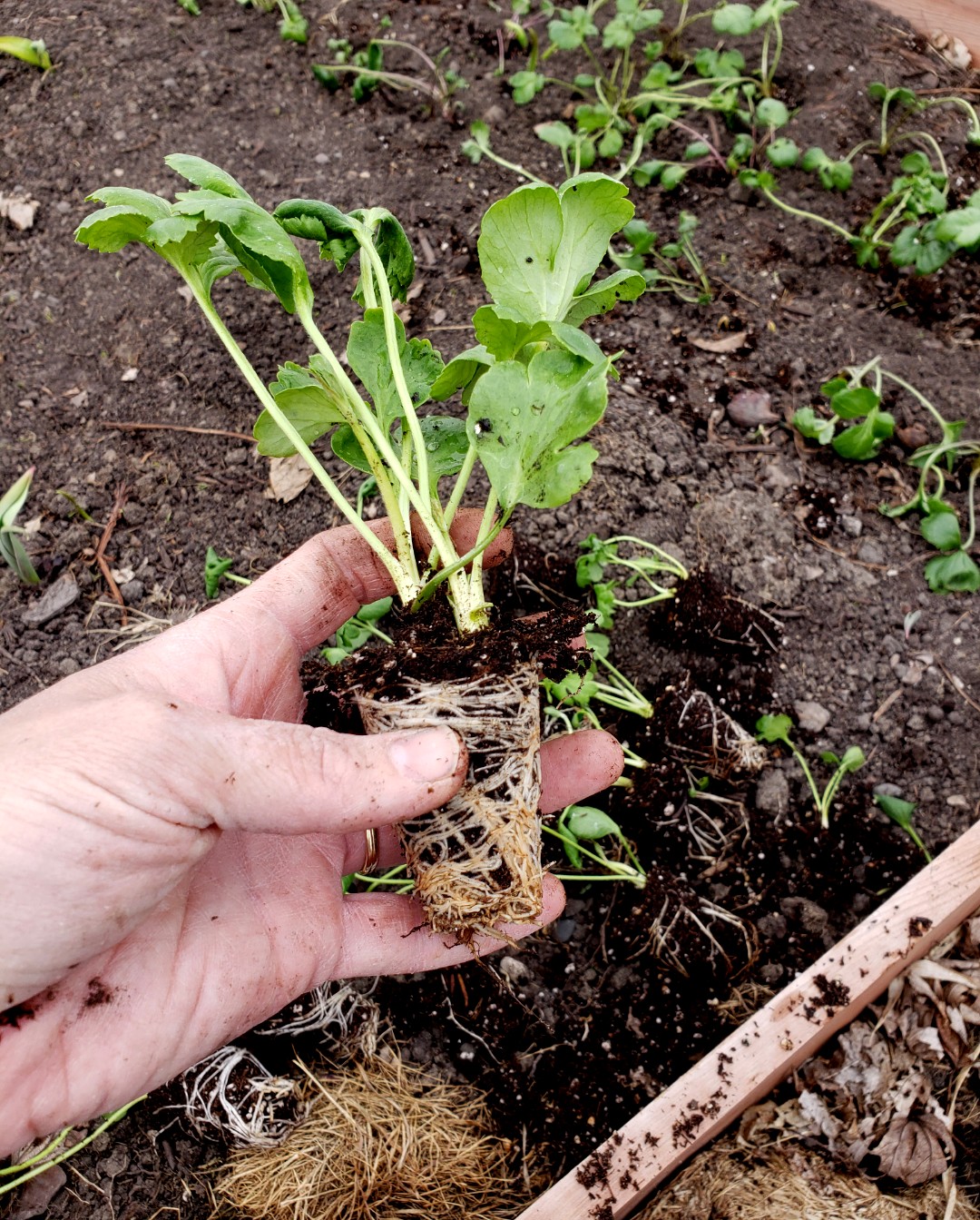 Planting season weeks 15,16 and 17 and 18