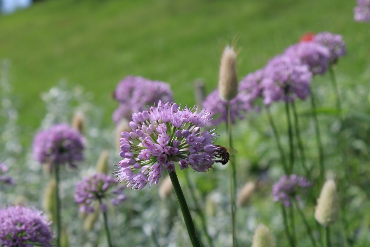 Allium summer beauty makes the cut (week 30)