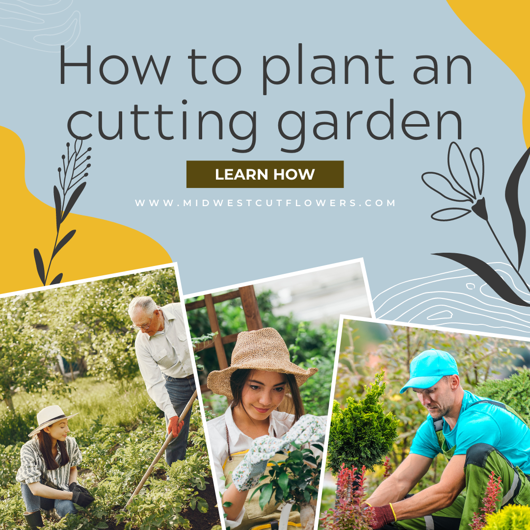 How to plant a cutting garden