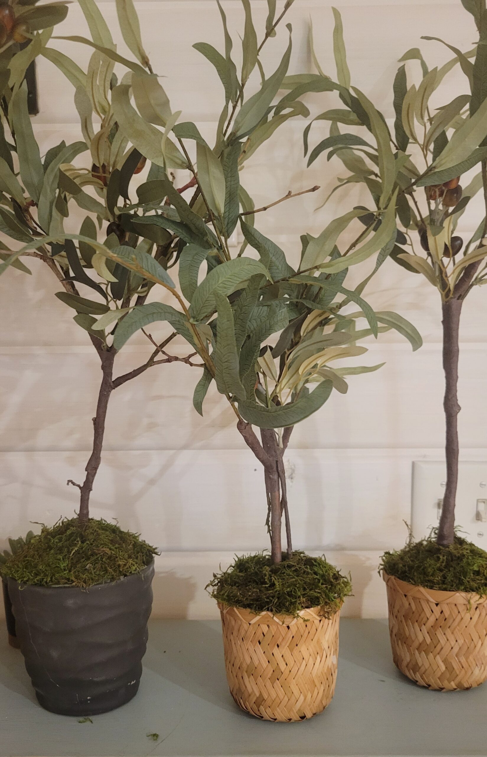 DIY olive tree for your table top